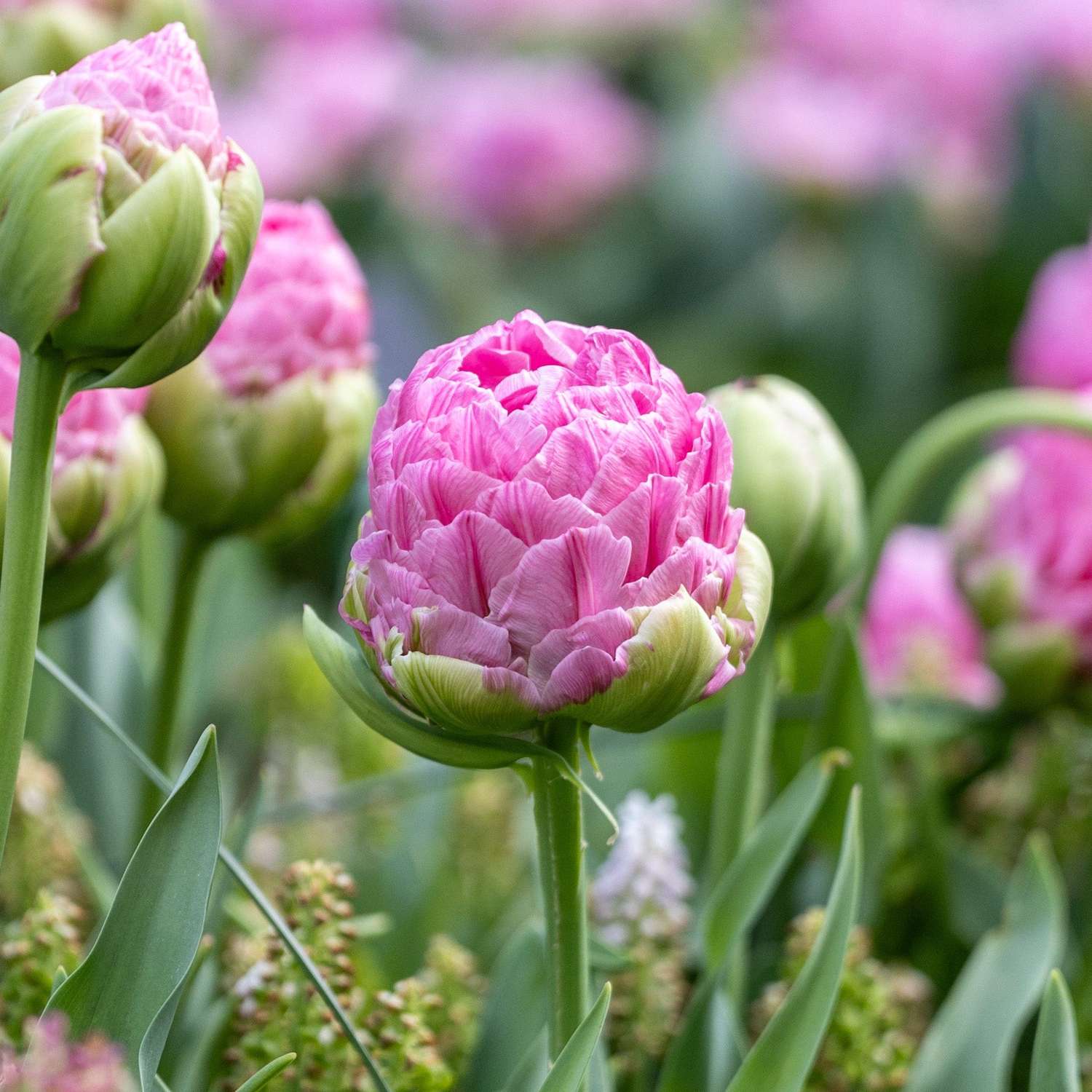 Tulppaani 'Strawberry Cream'